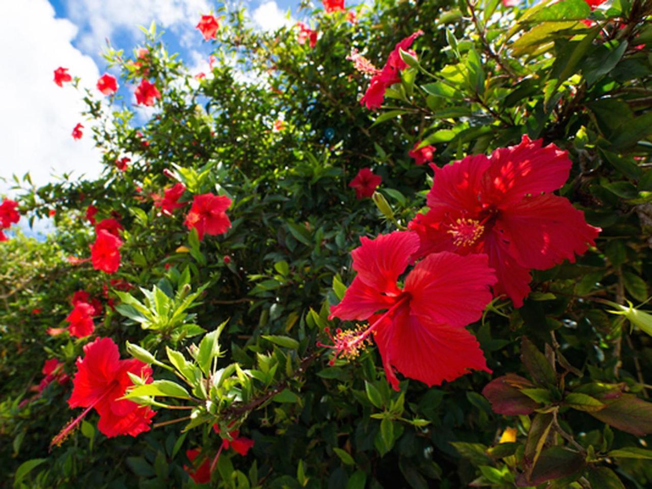 Sun Green Resort Hotel Ishigaki Ishigaki  المظهر الخارجي الصورة